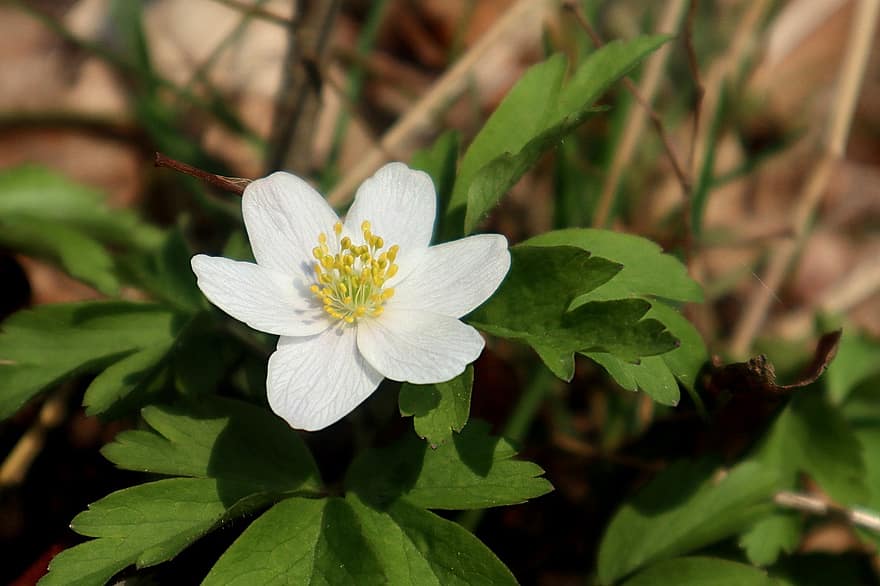 anemone nemorosa, Bílý Květ, jaro, Něžná, bianca, fioritura, primavera