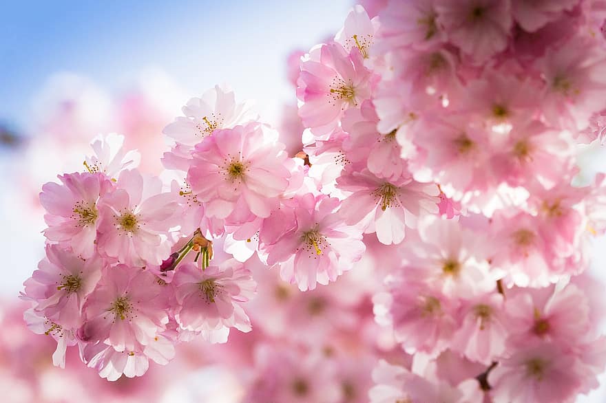 musim semi, bunga-bunga, berkembang, alam, mekar, penuh warna, taman, flora, kelopak, langit, lavender