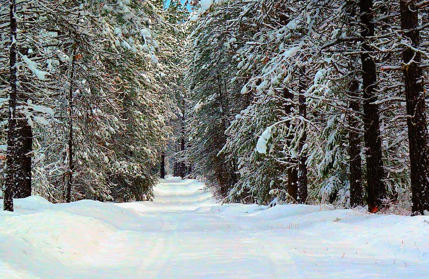 talvi-, metsä, luminen tie, lumi, tie, Puut, Idaho, woods, maisema, puu, kausi