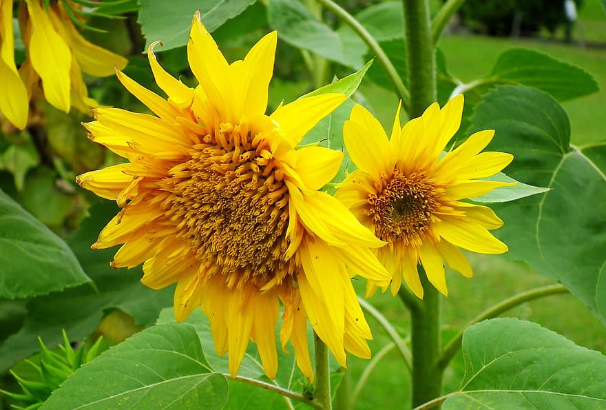 bunga matahari, bunga-bunga, tanaman, bunga kuning, kelopak, berkembang, mekar, musim panas, bidang, alam