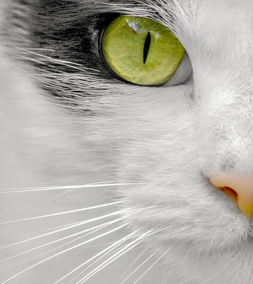 แมว, สัตว์เลี้ยง, ใบหน้า, เลี้ยงลูกด้วยนม, ภาพเหมือน, ขน, ธรรมชาติ, การถ่ายภาพแมว, รูปแมว, สีเหลือง, ตาเหลือง