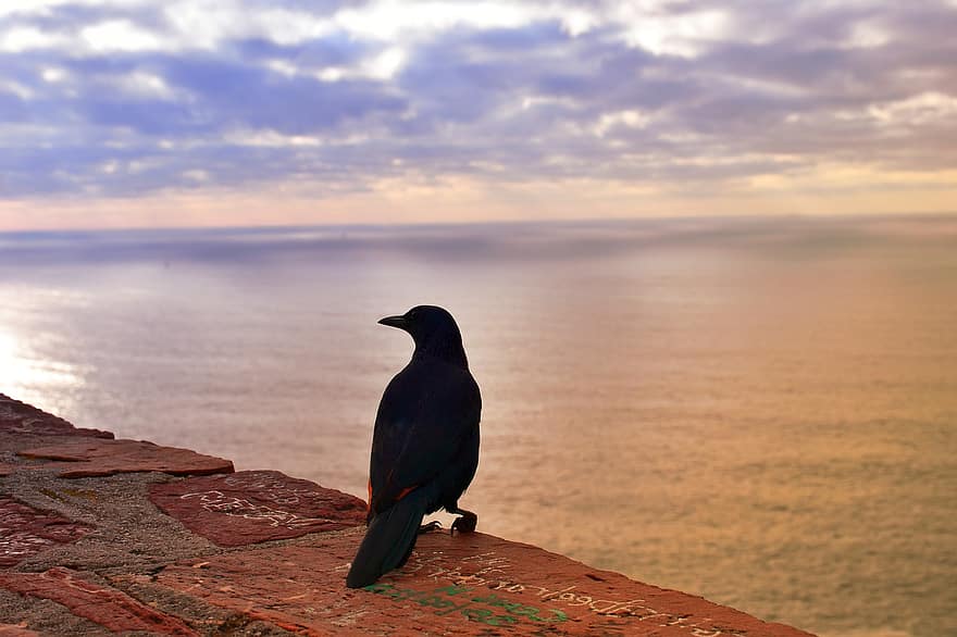 pták, moře, oceán, voda, volně žijících živočichů, výhled na moře, Kapské město
