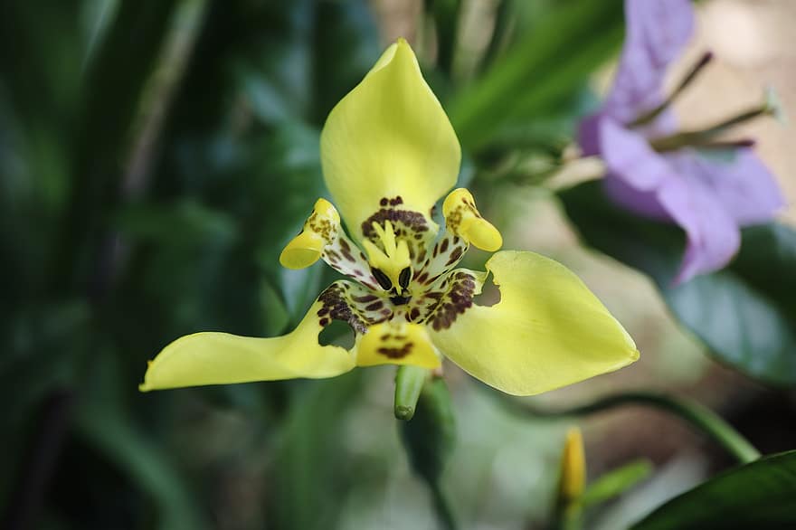 орхидея, цвете, растение, листенца, жълто цвете, разцвет, цвят, флора, природа, листо, едър план