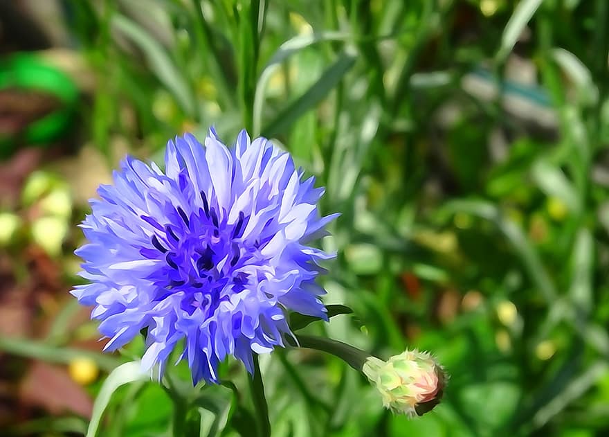 flor azul, cursiva, azul, florecimiento de maíz, flor, verano, planta