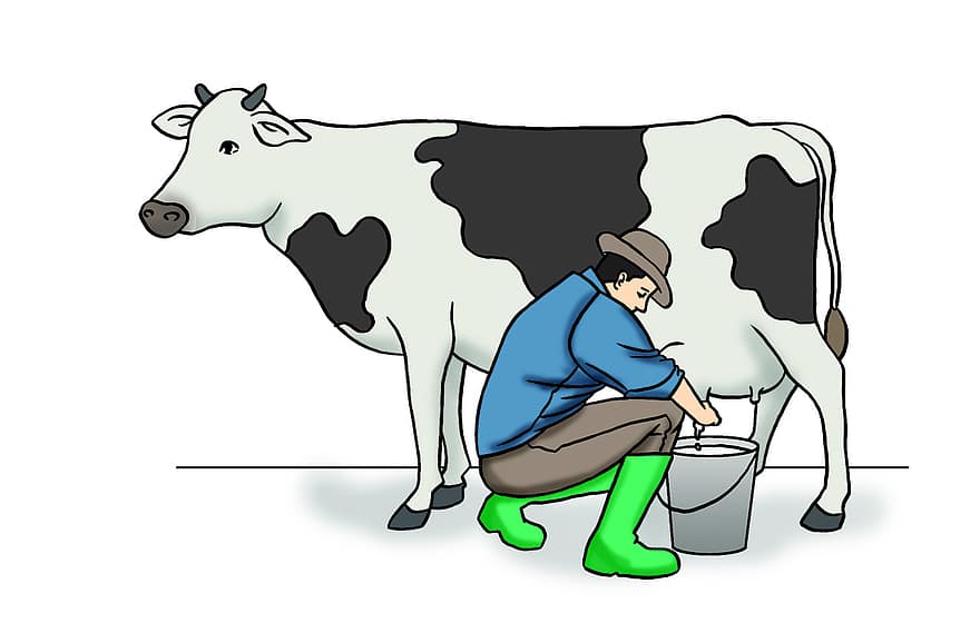 koe, het melken, zuivel, melk, dier, vee, farm, zoogdier, landbouw, rund, land