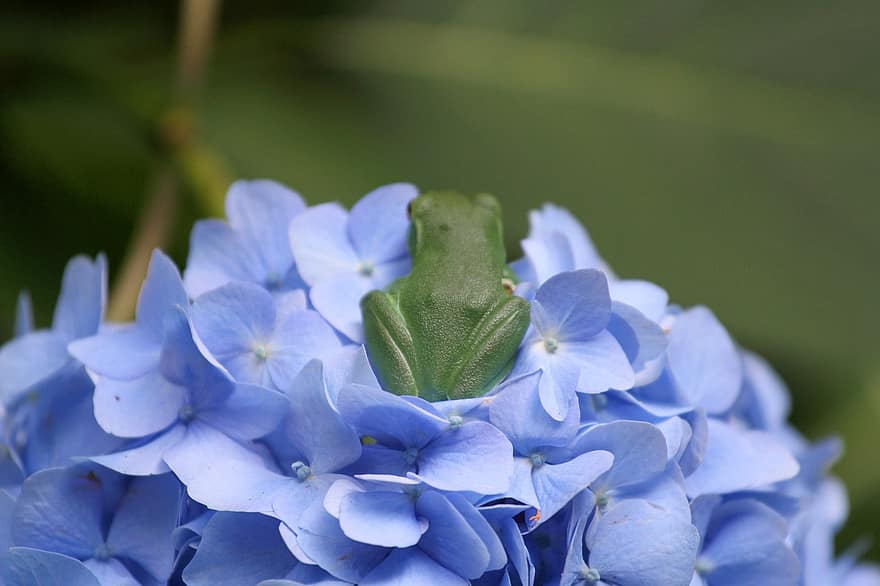 Hortenzija, pylimas, gėlė, mėlyna, birželio mėn, macrophylla, sodas, violetinė, Japonija, augalų, hydrangeas