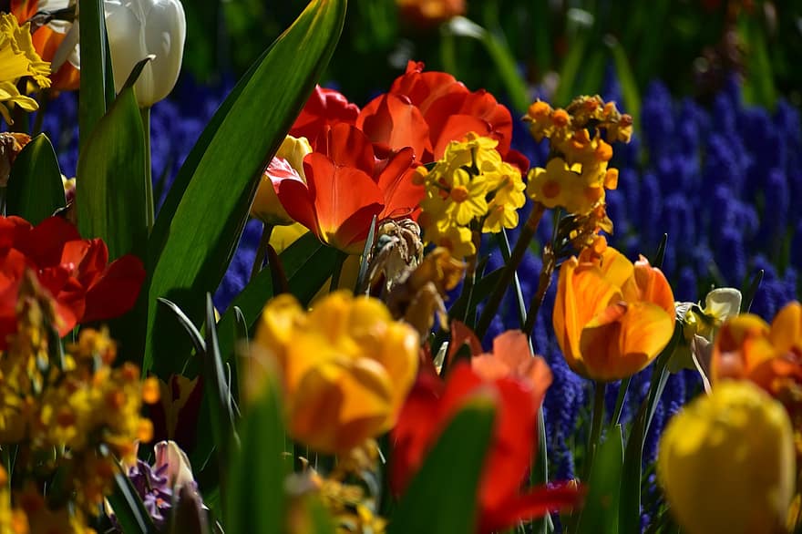 tulipanes, iris, las flores, plantas, Campo de flores, pétalos, floración, flora, naturaleza, de cerca, amsterdam