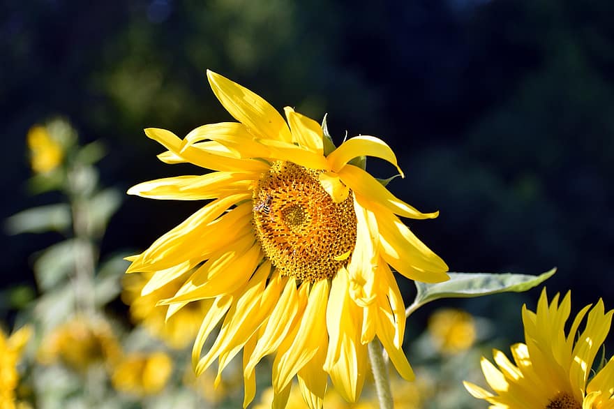 Sunflower, Petals, Leaves, Foliage, Blossom, Sunshine, Sunflower Field, Flora