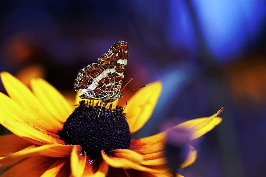 borboleta, flores, pétalas, natureza, inseto, asas, biologia, plantar, antena