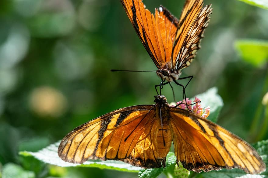 mariposas, cortejo, insectos, insectos alados, alas de mariposa, fauna, naturaleza
