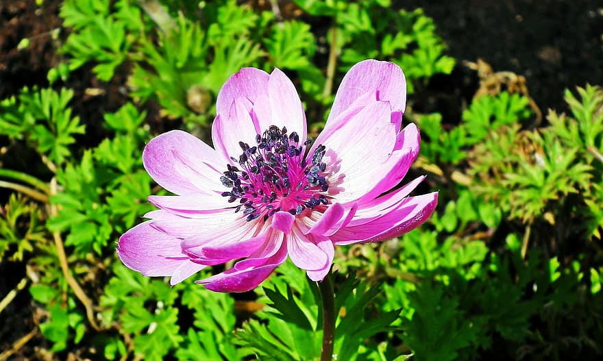 Flower, Pink Flower, Garden, Petals, Pink Petals, Bloom, Blossom, Flora, Plant, summer, close-up