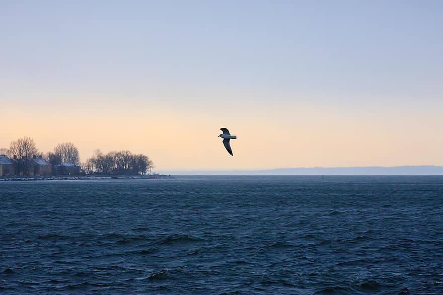 Baltika, Sea, Bay, Bird, Seagull