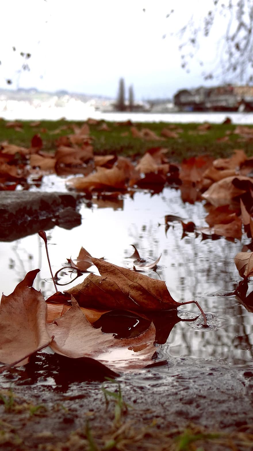 Leaves, Puddle, Wet, Fallen Leaves, Dry Leaves, Rain, Water, Autumn, Fall, Nature, Day