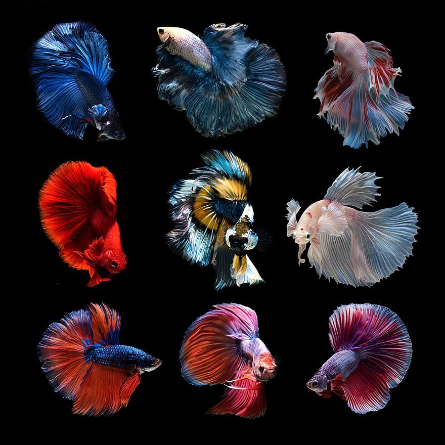 сиамские боевые рыбы, бетта, животные, рыба, аквариум, домашнее животное, внутренний, хвост, ребра, разноцветный, движение