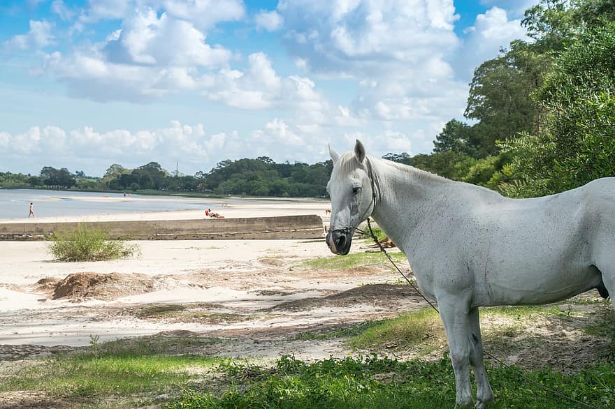 kůň, zvíře, pobřeží, bílý kůň, koňský, savec, písek, pláž, moře, Příroda