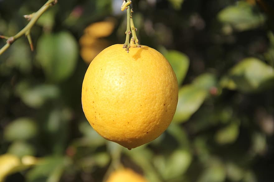 lemon, pohon lemon, jeruk, AC id, buah, kesegaran, buah jeruk, kuning, warna hijau, merapatkan, matang