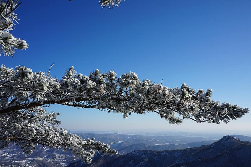 zimní krajiny, Příroda, strom, sníh, Sněženka, zimní, zimní hory, sníh hory, Dobongsan