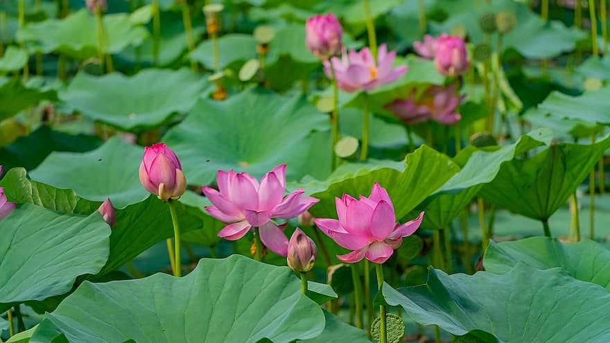 lotus, flors, plantes, flors de color rosa, lliris d'aigua, pètals, brots, florir, plantes aquàtiques, fulles de lotus, estany