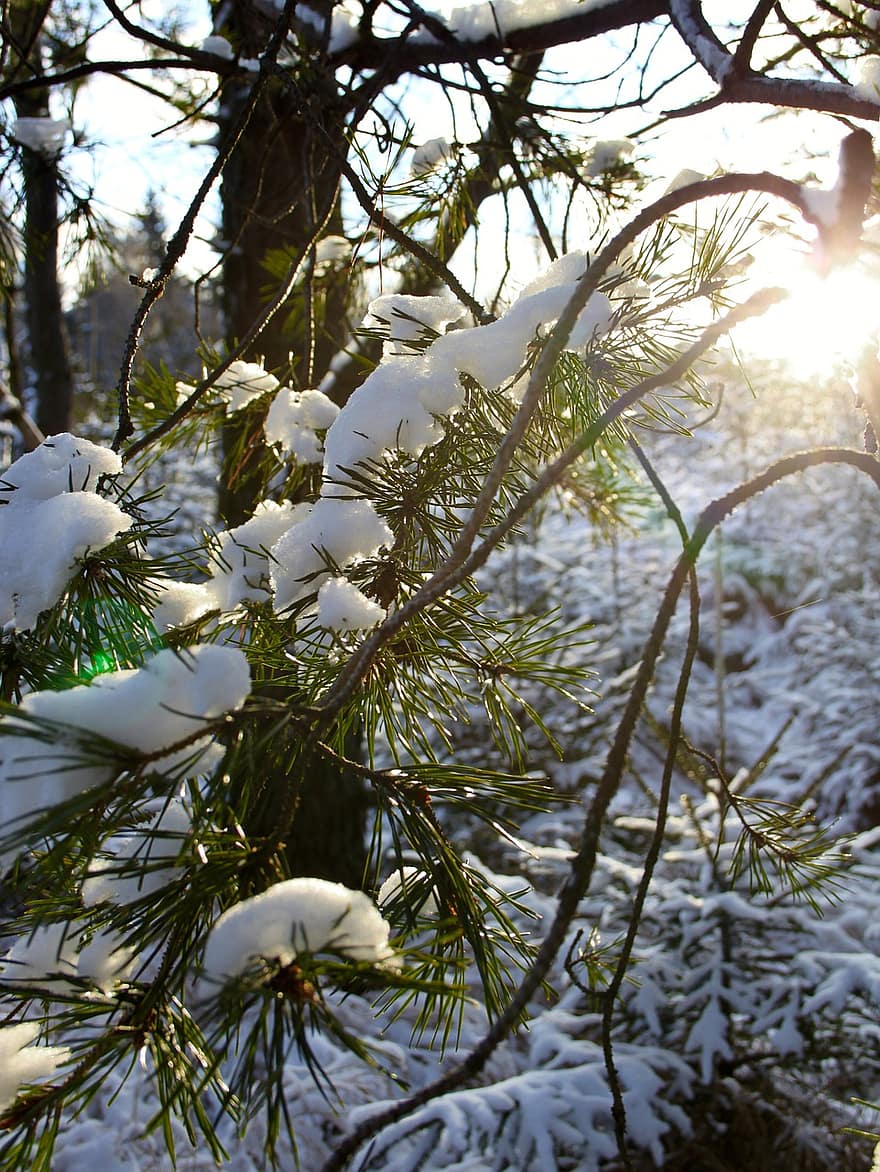 pin, neige, hiver, branche, aiguilles de pin, la glace, gel, arbre, conifère, forêt, lumière du soleil
