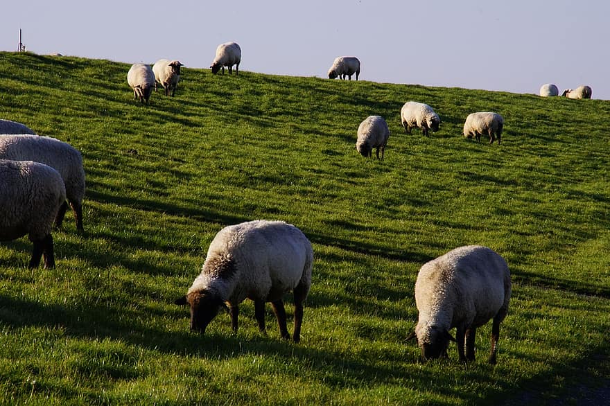 animais, gado, rebanho, pasto, lã, natureza, rural, mamífero, fauna
