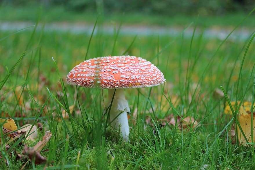 Fly Agaric, Nature, close-up, fungus, fly agaric mushroom, toadstool, grass, autumn, poisonous, season, green color