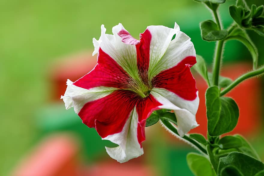 petúnia, planta ornamental, Flor, flor, sai, veias, fechar-se, carimbo, branco, vermelho, Flora Verde