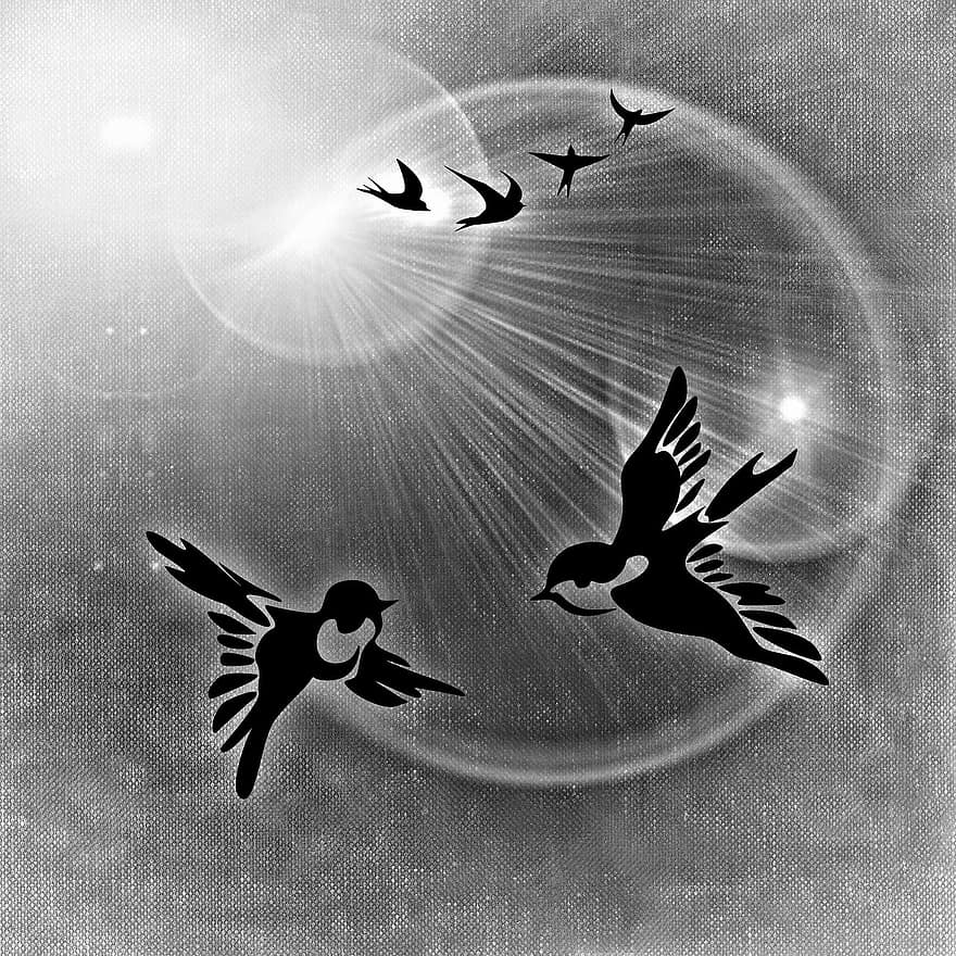 béke galamb, madarak, béke, pár, napfény, háttér, fekete és fehér