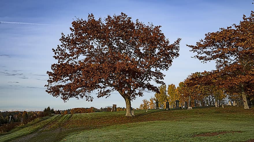 podzim, hřbitov, strom, sezóna, venkovské scény, žlutá, les, tráva, list, louka, krajina