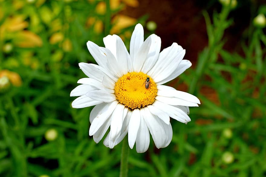 stokrotka, kwiat, owad, pluskwa, biały kwiat, płatki, roślina, wiosna, ogród, Natura