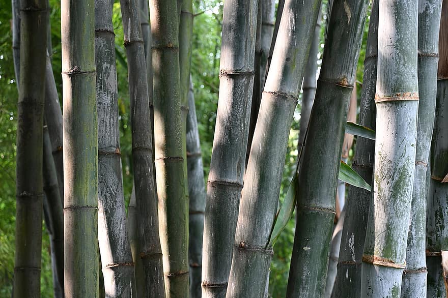 bambusa, stumbrs, mežs, raksturs, zāli, augu, lapas, koks, izaugsmi, zaļā krāsa, filiāle