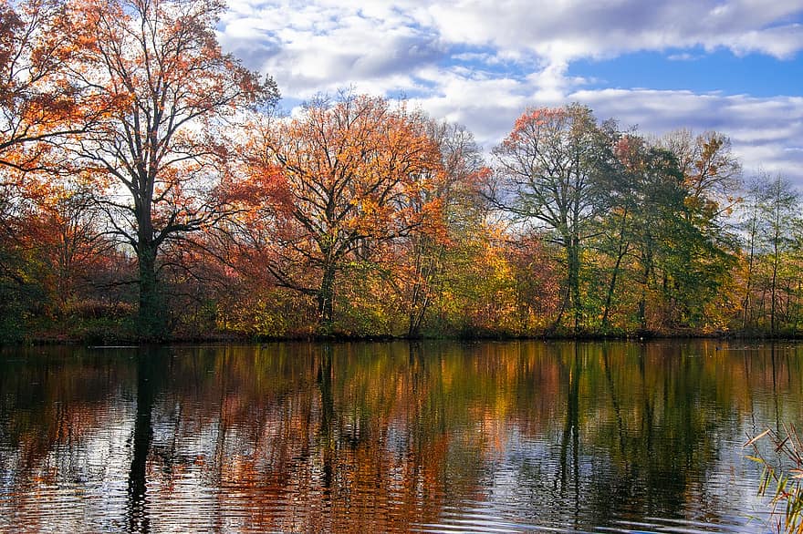 stromy, listy, podzim, jezero, barvy, les, strom, žlutá, list, sezóna, vícebarevné