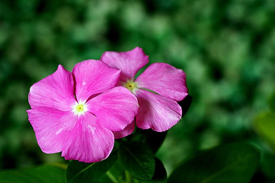 Flores rosadas, bígaro de Madagascar, bígaro rosa, jardín, las flores, flora