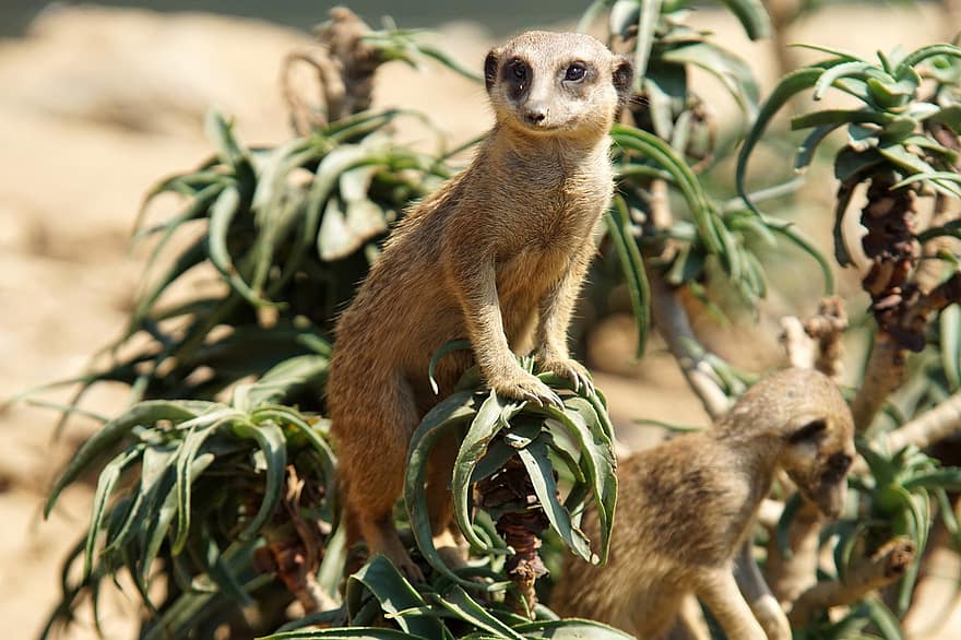 meerkat, animal, animale sălbatice, vigilent, Suricate, mangustă, pază, ai grija, mamifer