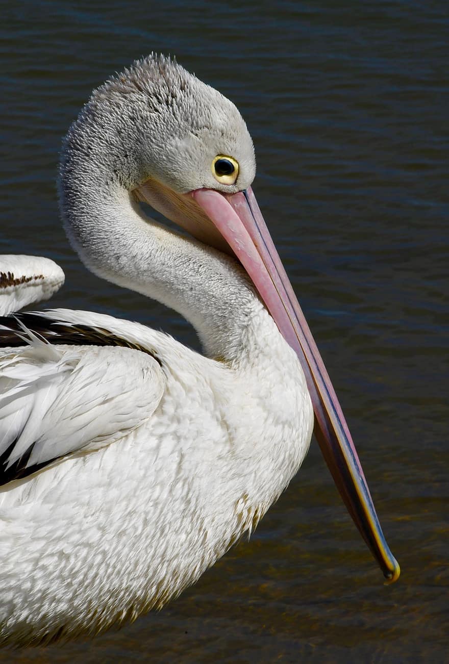 pelicano, pássaro, bico, penas, plumagem, aviária, pena, animais em estado selvagem, agua, fechar-se, lagoa