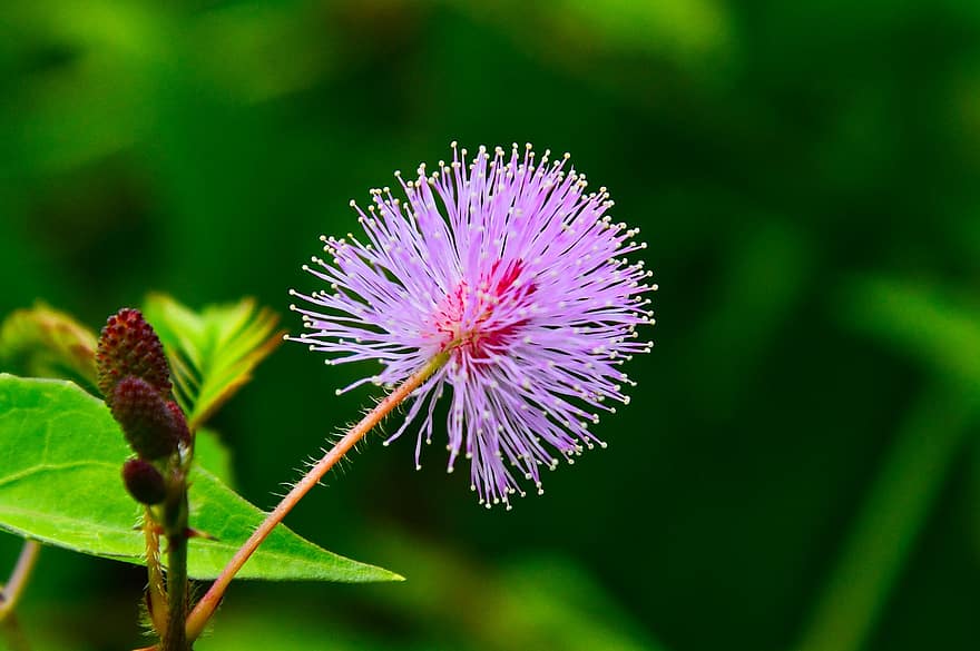 Pink Flower, Wildflower, Nature, close-up, plant, flower, summer, purple, green color, macro, botany