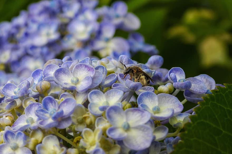 hunajamehiläinen, hyönteinen, hortensia, mehiläinen, kukat, terälehdet, kukinta, kasvi, luonto