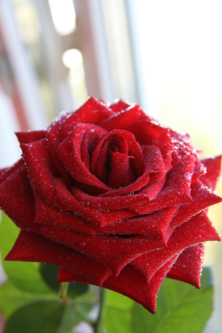 Роза, цветок, роса, мокрый, капли росы, завод, Красная роза, красный цветок, лепестки, цветение, декоративный