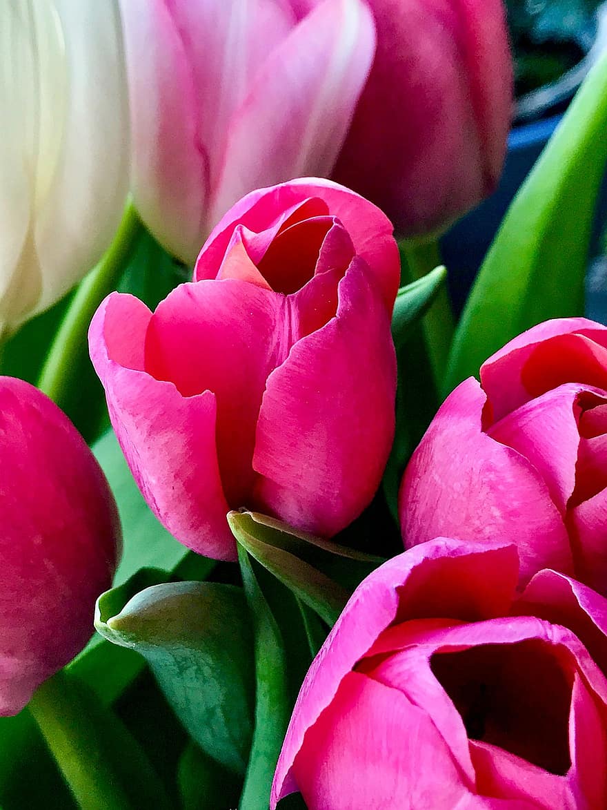 tulipán, csokor, virágok, kert, természet, virágzik, tavaszi, növény, levél növényen, virágszirom, virágfej