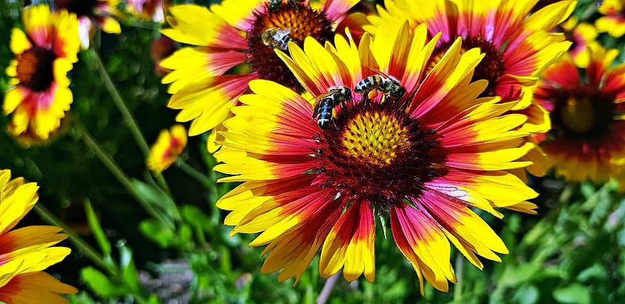 geltona, gėlė, bičių, flora