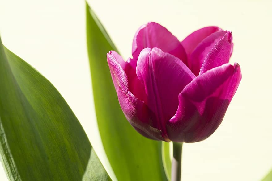 Tulpe, Blume, Pflanze, Blütenblätter, pinke Blume, rosa Tulpe, blühen, Garten, Natur