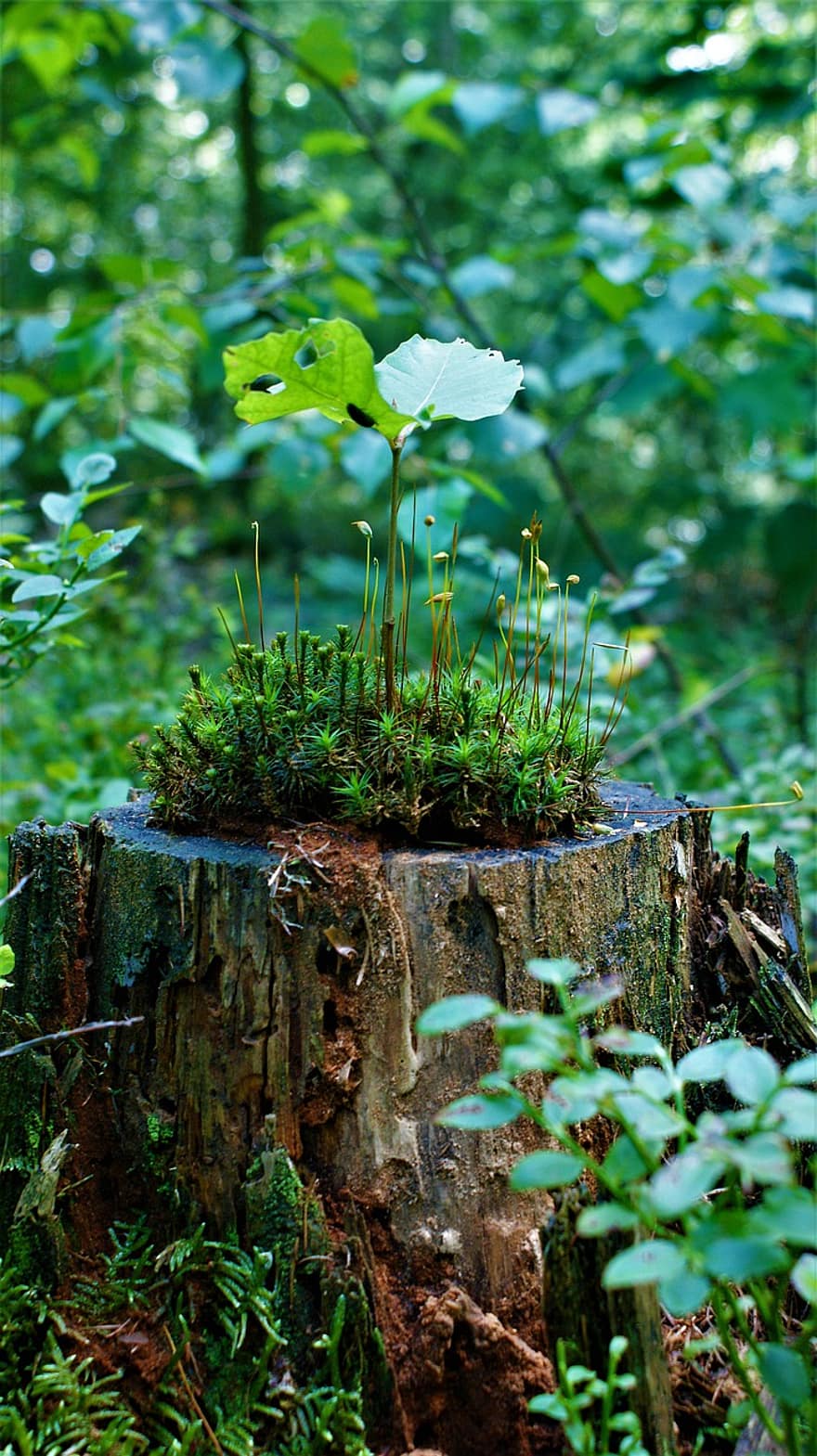 Moss, Nature, Forests, Tree Stump, Tree, Landscape, Wood, Forest, Shrubs