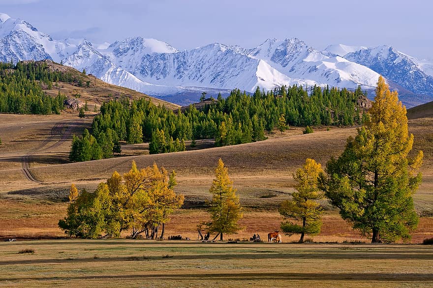Altai, Mountains, Landscape, Snow, Trees, Field, Steppe, Nature, Scenery, Morning, Autumn