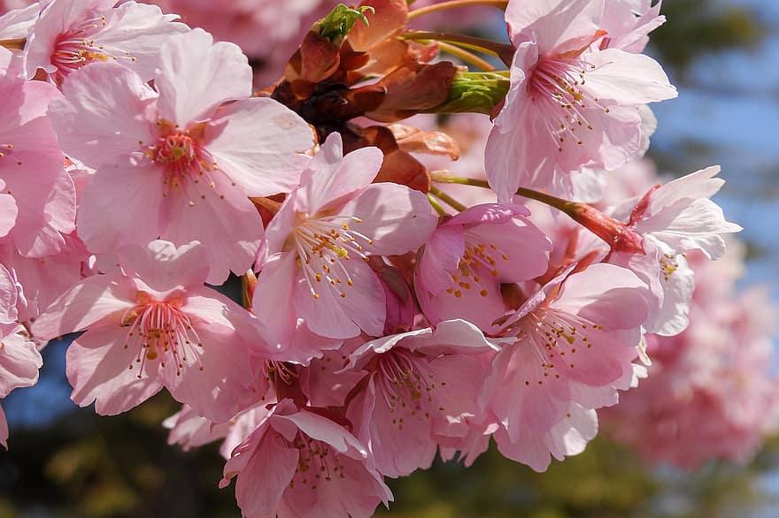 las flores, Flores de cerezo, pétalos, rosado, temporada, primavera, botánica, floración, flor, de cerca, planta