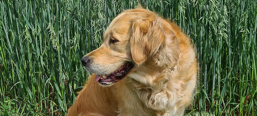 golden retriever, perro, perra, perro de raza pura, retrato de animal, cabeza de perro, de cerca, campo, trigo, mascotas, linda