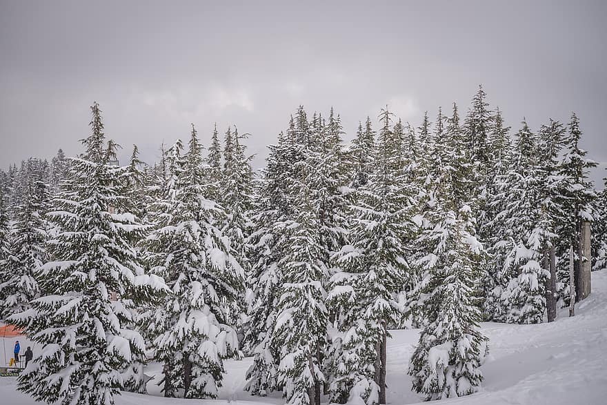 copaci, natură, iarnă, sezon, zăpadă, pădure, pin