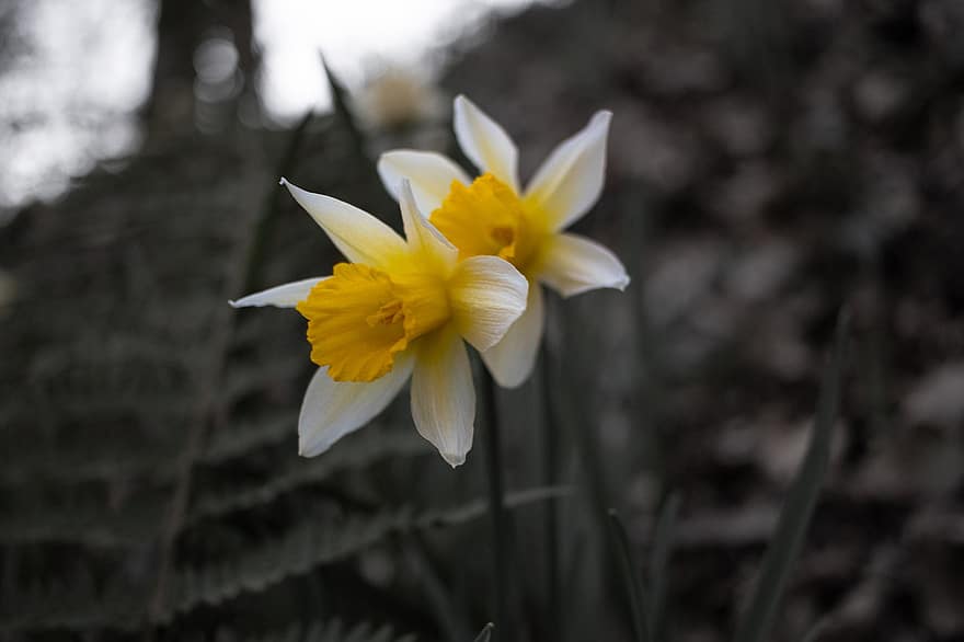 divoký narcis, květiny, rostlina, žluté A Bílé Květiny, květ, les, jaro, Příroda, detailní