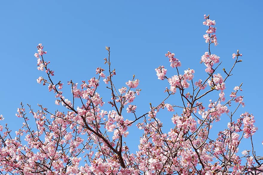 桜、フラワーズ、木、風景、春、ブランチ、花、シーズン、ピンク色、工場、フラワーヘッド