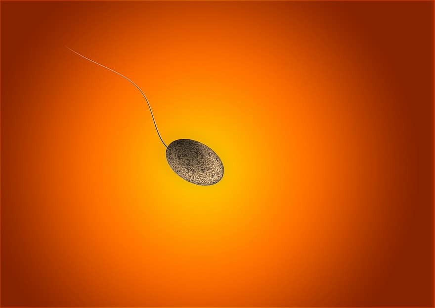 sperium, boşalmak, sperm, karanlık, kazanan, ilk, yarışma, şampiyon, en iyisi, ön koşucu, Yumurta