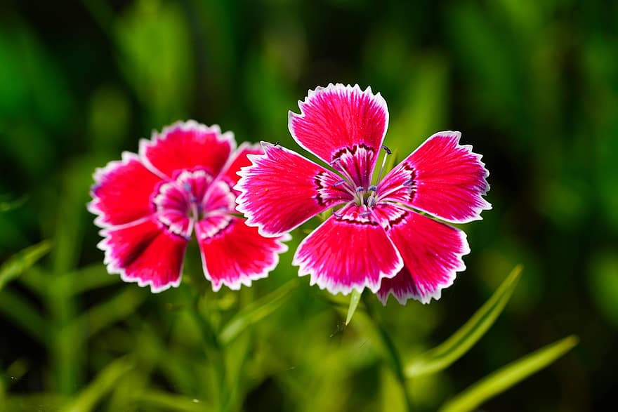 Dianthus, Pink, Flowers, Wildflowers, Republic Of Korea, Plant, Garden