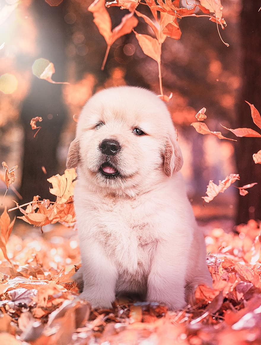 جرو ، الخريف ، حيوان اليف ، الكلب ، جذاب ، الحيوانات الأليفة ، صغير ، كلب أصيل ، حيوان صغير ، الكلاب ، الأصفر